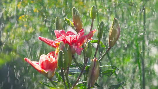 雨滴落在百合花的花瓣上