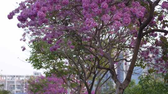 紫花风铃木