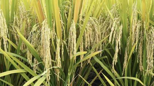 农业稻田水稻大米谷物种植粮食