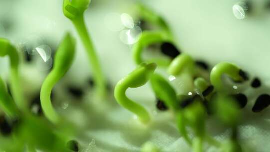 生长 嫩叶 生长 发芽 绿色 植物