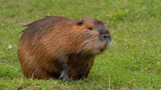 海狸鼠、食草动物、Coypu、啮齿动物