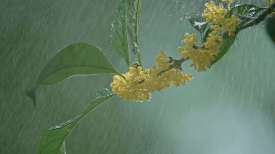 桂花/雨中桂花/唯美桂花树/桂花特写