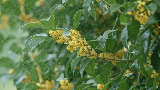 桂花雨中桂花唯美桂花树桂花特写桂花开花