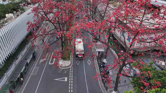 中国广东省广州市越秀区烈士陵园木棉花