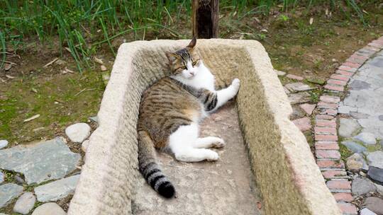 小猫躺在石槽农村场景简州猫视频素材模板下载