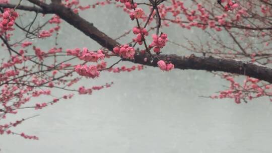 雨雪纷飞的水岸梅花