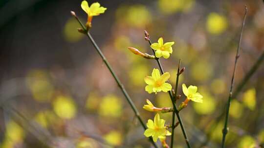 春天盛开的黄色迎春花花朵特写