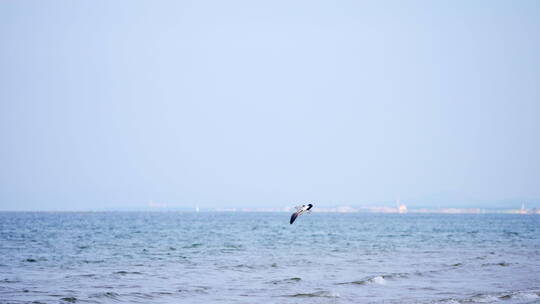 沙滩大海海鸥飞翔