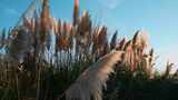 秋季湿地公园夕阳蒲苇芦苇草逆光高清在线视频素材下载