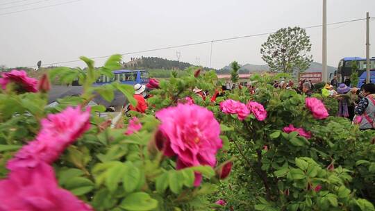 济南平阴芳蕾玫瑰种植基地视频素材模板下载