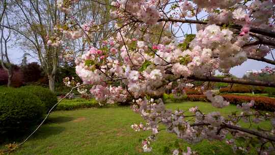 樱花合集