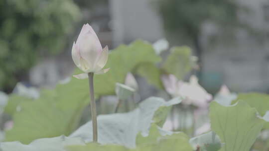 荷花荷叶夏季荷花4K slog3实拍素材