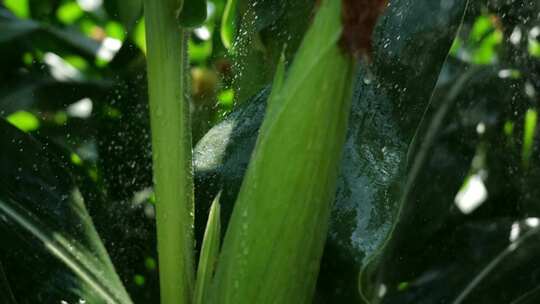 清晨清新植物玉米地实拍