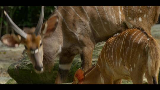 野生鹿角鹿梅花鹿动物大自然视频素材模板下载