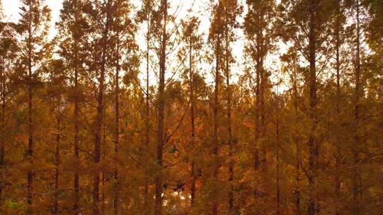 航拍金色秋天树林