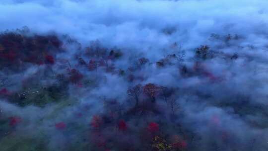 4K秋天五花山吉林东北秋景日出云海云雾逆光