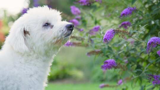 狗，花园，Coton De Tulear