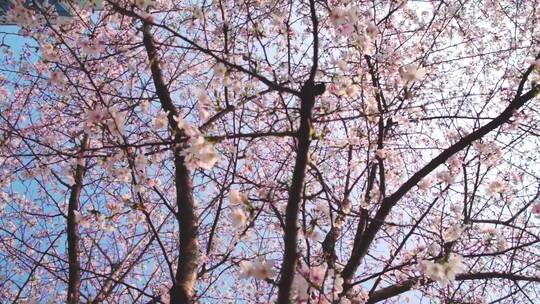 武汉理工大学马房山春天盛开的樱花视频素材模板下载