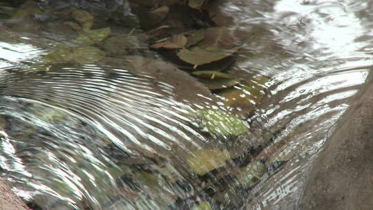 林间小溪流动的水视频素材模板下载