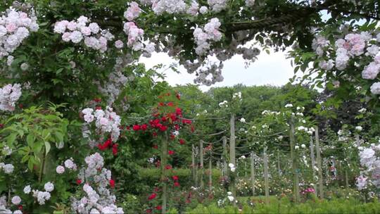 浪漫的玫瑰花园视频素材模板下载