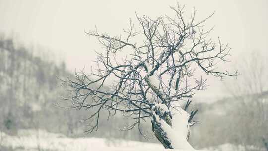 枯树枝上的积雪