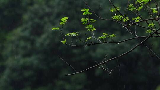 江南春天春雨雨滴绿色植物升格空镜