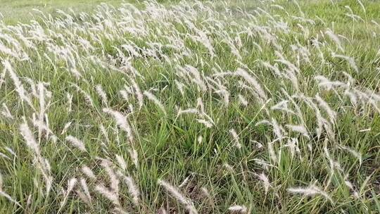 毛茸茸植物