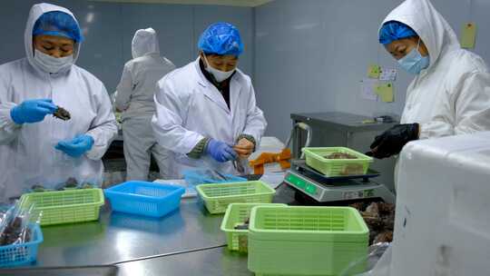 海参工厂工人正在称重分拣包装即食海参