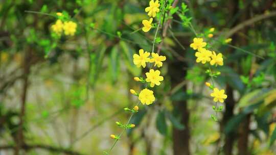 春天的嫩枝 迎春花 小黄花 日落 春风