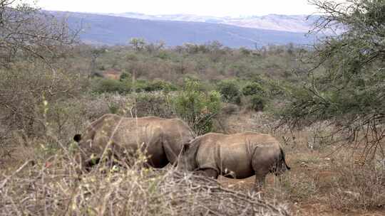 犀牛，南非，热带草原，Safari