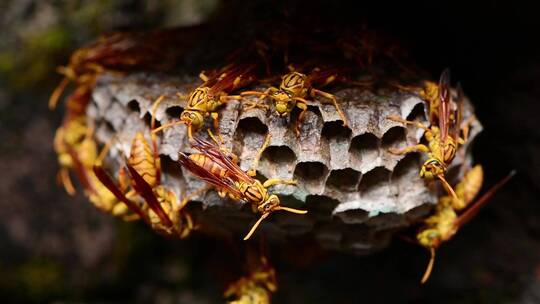 蜂巢内的蜜蜂在蜂巢上酿蜜