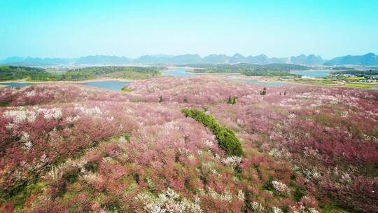 唯美航拍俯瞰贵州平坝樱花园生态环境风景.