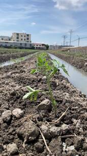 种植西红柿菜田4K实拍视频