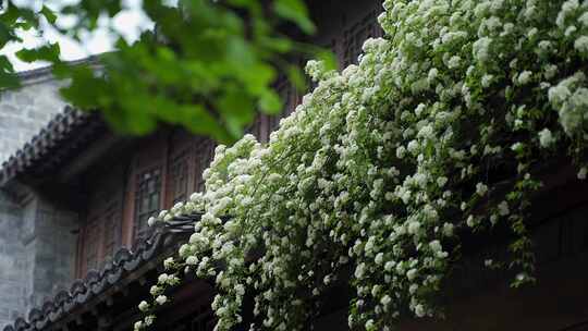 屋檐上的白色木香花