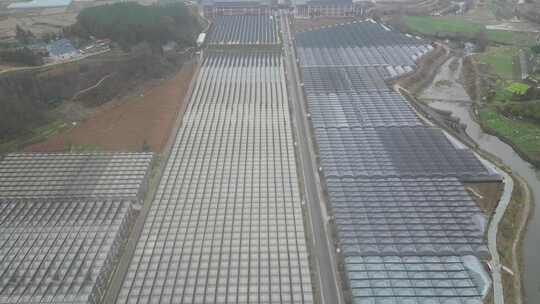 现代农业大棚种植基地航拍