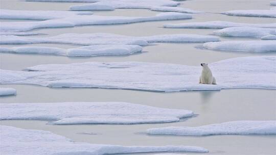 坐在冰川上的大型北极熊