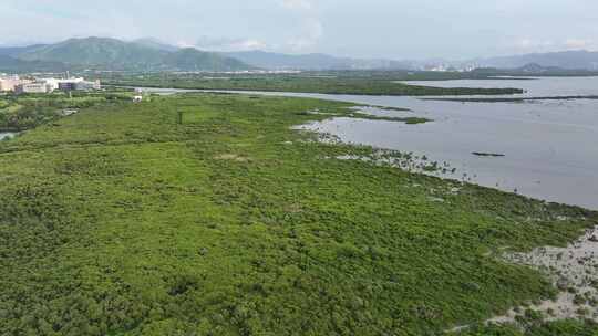 深圳福田红树林自然保护区4K航拍