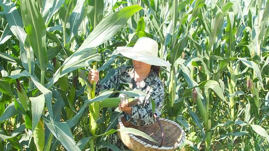 玉米种植基地视频素材模板下载