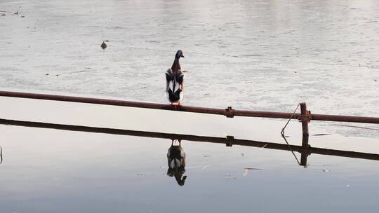 鸭子站在水面围栏上排泄鸭子飞入水中