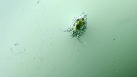 科学纪录片素材，显微镜下的桡足类幼虫2