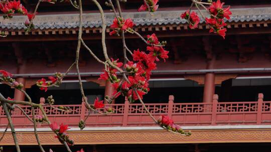 春风中摇曳的木棉花和古建筑