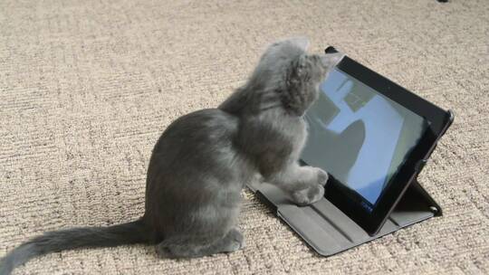 小猫正在跟平板电脑玩耍视频素材模板下载