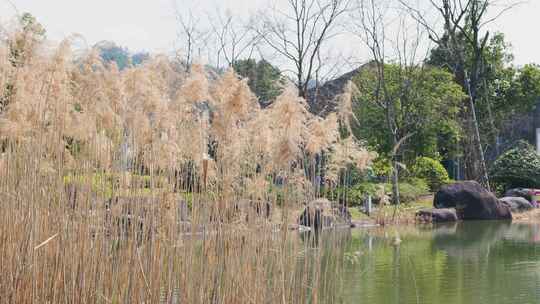 湖边芦苇绿植自然景观升格