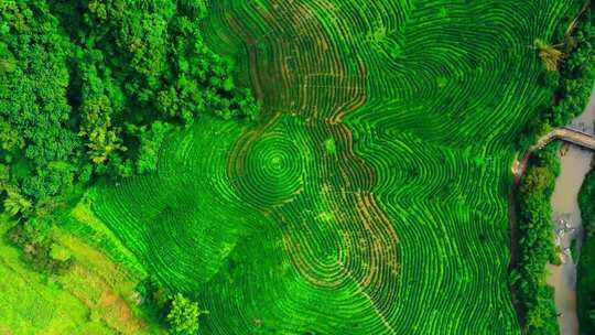 海南五指山牙胡梯田航拍