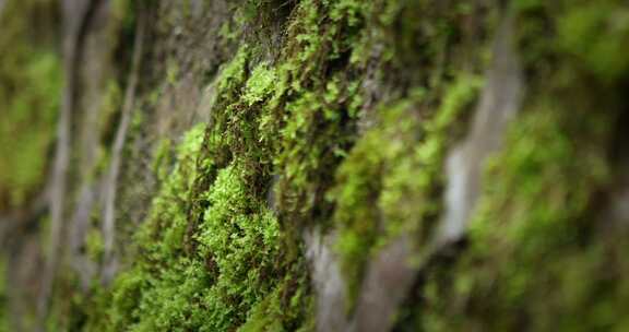【正版素材】绿色自然石墙苔藓