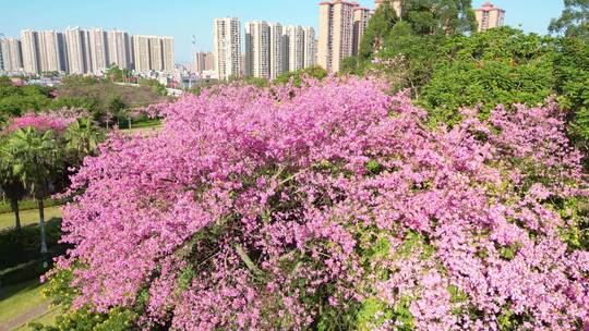 异木棉花