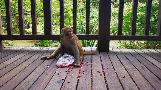 实拍动物园猴子