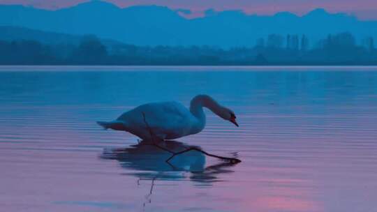 清晨湖面上的天鹅