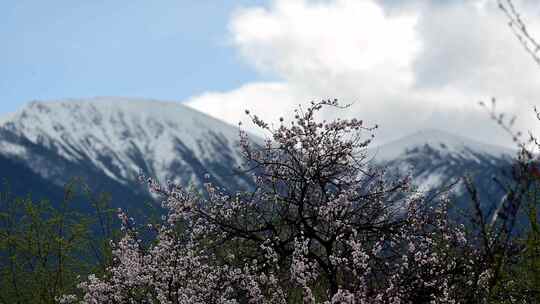 林芝·嘎拉·桃花·延时摄影