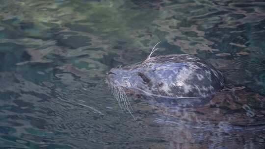 斑点海豹，水族馆，水，意大利